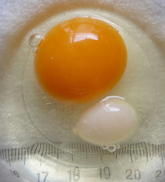 蛋黄补铁吗（蛋黄补铁还是蛋白补铁）-硒宝网