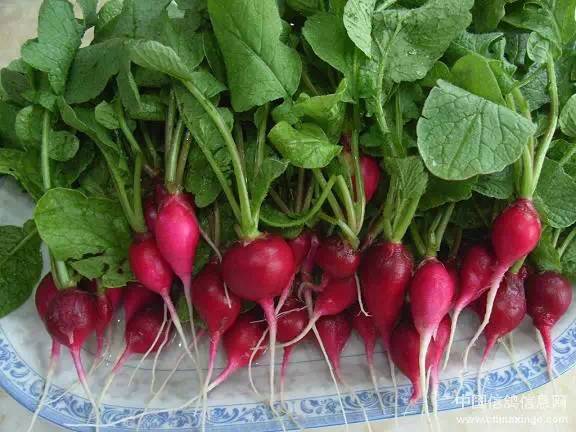 硒锌宝能治痘痘吗（痘痘锌能治宝硒病吗）-硒宝网