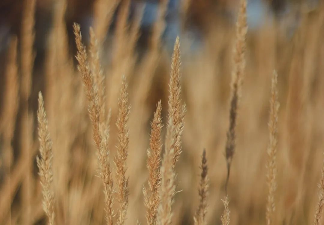 小米补铁吗(小米补铁的效果怎么样)-硒宝网