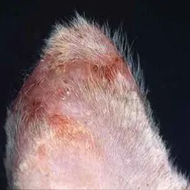 晒太阳可以补钙（补钙晒太阳）-硒宝网