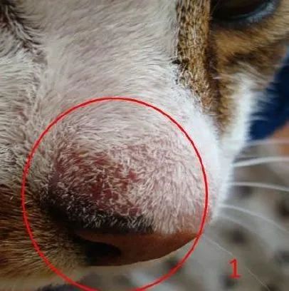 晒太阳可以补钙（补钙晒太阳）-硒宝网