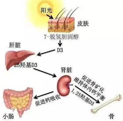 晒太阳可以补钙（补钙晒太阳）-硒宝网