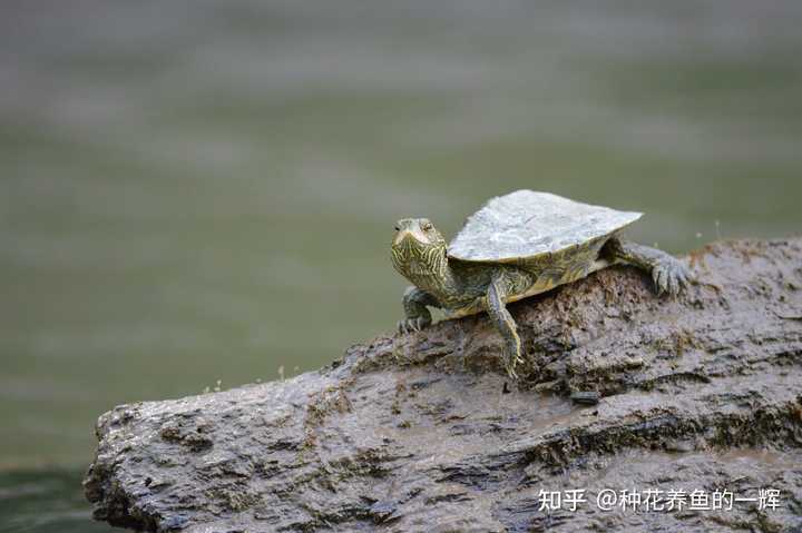 乌龟补钙吃什么（乌龟补钙吃人吃的钙片）-硒宝网