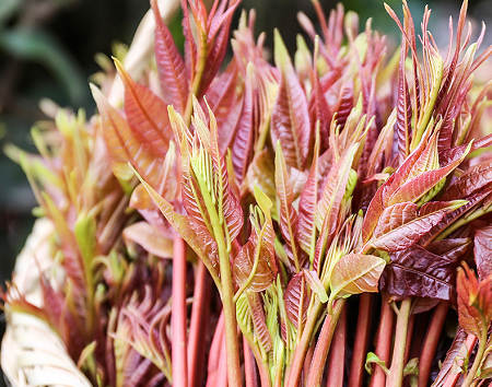 吃茄子补铁吗（缺铁吃茄子）-硒宝网
