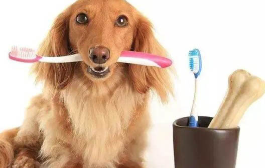 狗缺微量元素怎么补(狗缺微量元素)-硒宝网