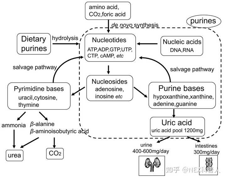 海参补钙吗（海参补钙第一名）-硒宝网
