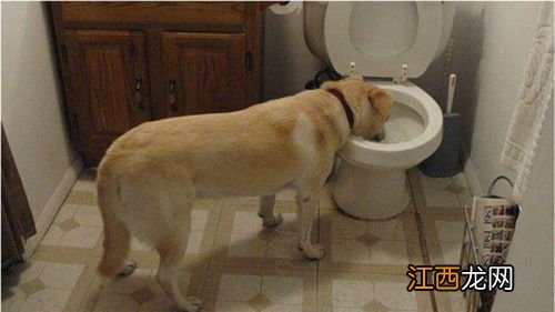 狗缺微量元素怎么补（狗缺微量元素是什么症状）-硒宝网