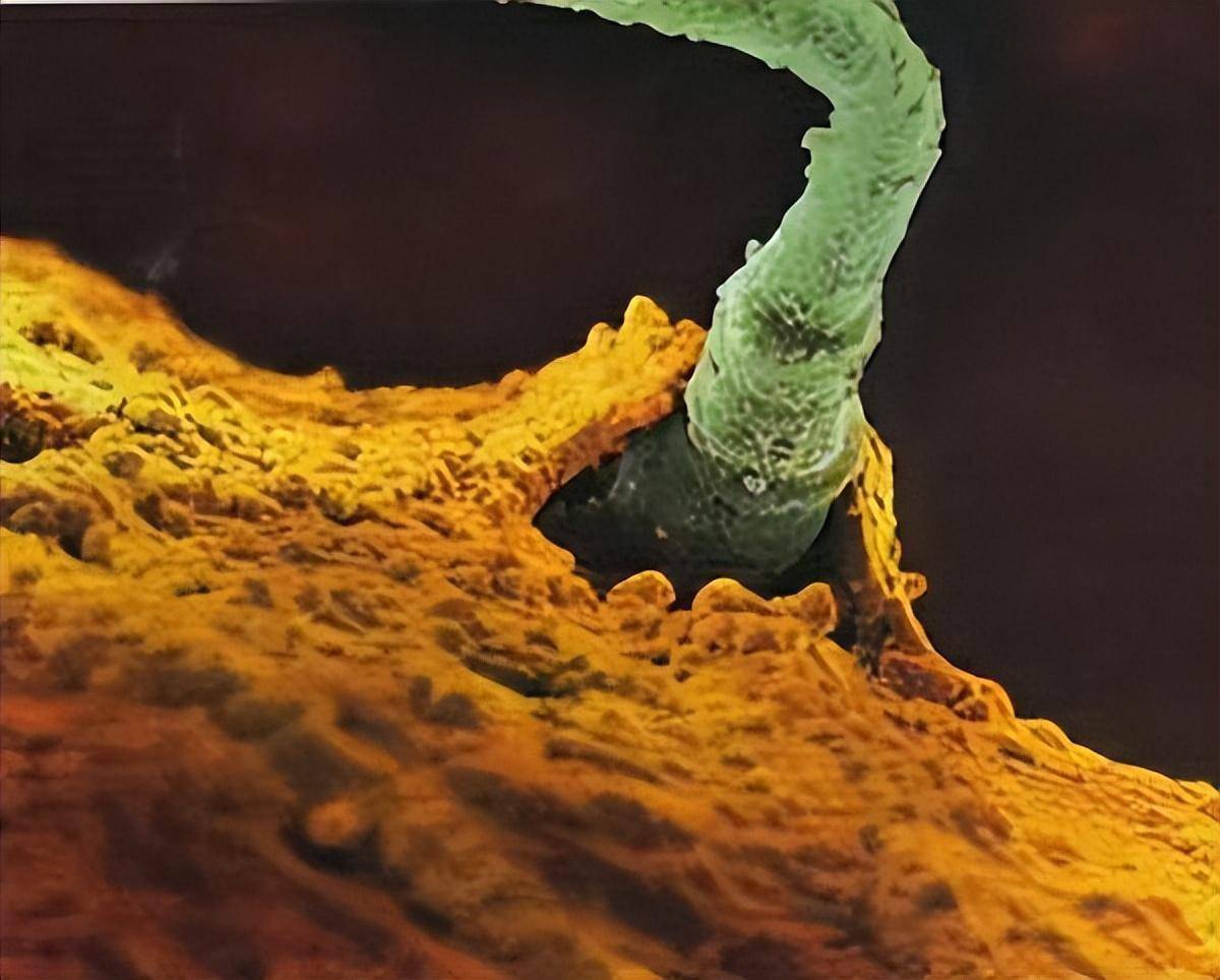 男女备孕吃锌硒宝(男女备孕锌硒咀嚼片)-硒宝网