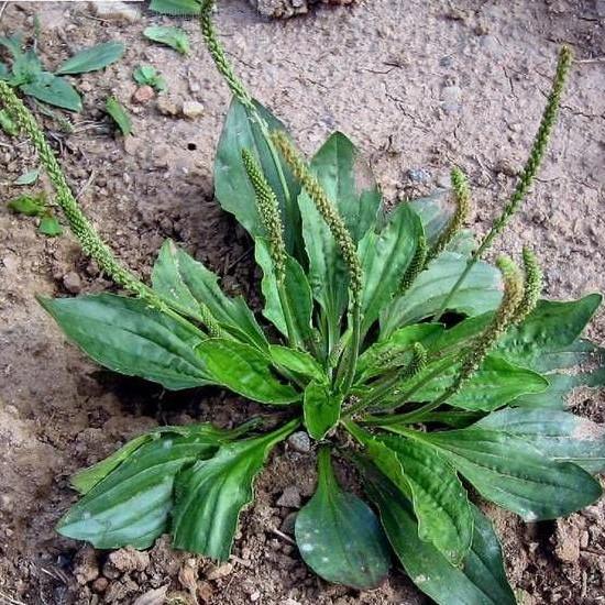 宝备至锌硒营养素(补充锌硒宝有什么作用)-硒宝网