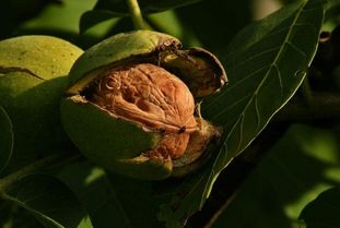 什么水果最补钙(哪种水果补钙)-硒宝网