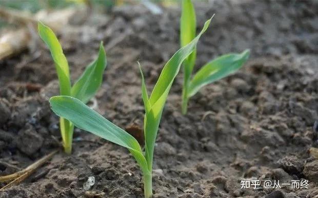 常见微量元素（常见微量元素肥料的施肥要点）-硒宝网