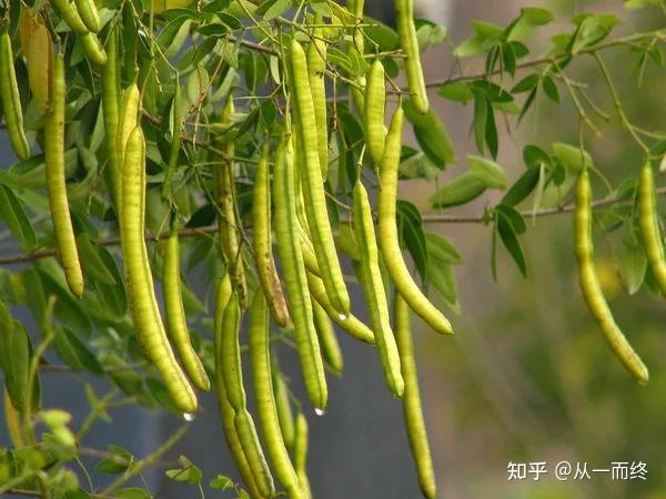 常见微量元素（常见微量元素肥料的施肥要点）-硒宝网