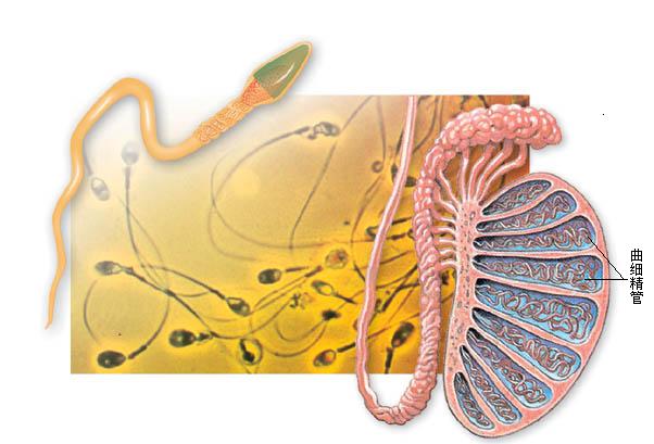 锌硒宝治不液化吗(锌硒宝治什么)-硒宝网