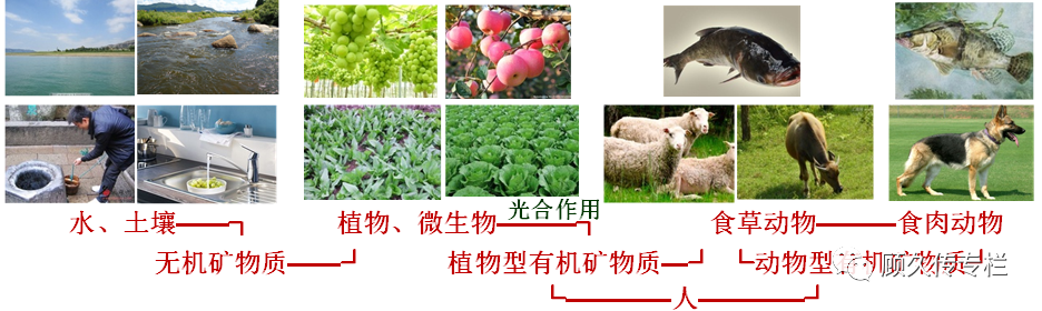 锌硒宝片都管什么(锌硒宝说明)-硒宝网