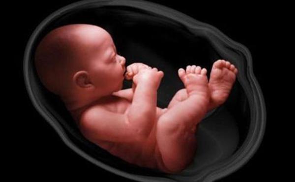 补铁食物有哪些(食物补铁有用吗)-硒宝网