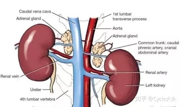 蛋白粉可以补钙吗(蛋白粉补钙可以长期吃吗)-硒宝网