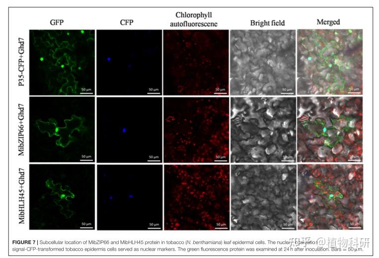 荨麻疹能吃锌硒宝（荨麻疹可以吃硒酵母片吗）-硒宝网