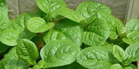 补钙吃什么菜（吃菜补钙食谱）-硒宝网