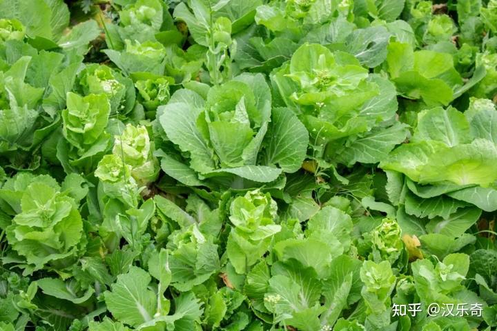 什么汤最补钙(汤补钙还是肉补钙)-硒宝网