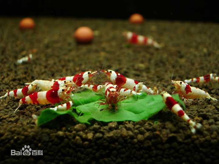 虾壳能补钙吗(吃虾能补钙吗)-硒宝网