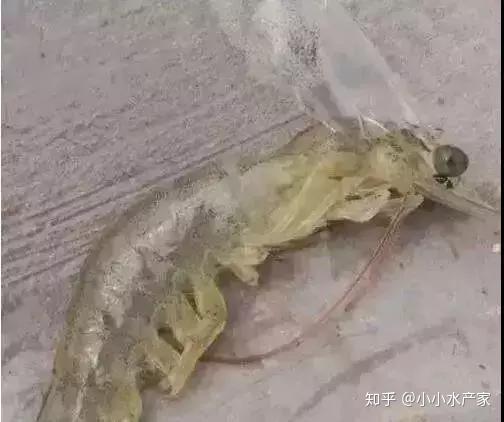 虾壳能补钙吗(虾壳能补钙是真的吗)-硒宝网