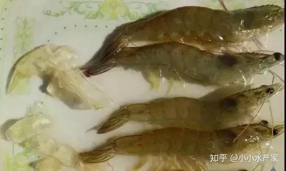 虾壳能补钙吗(虾壳能补钙是真的吗)-硒宝网