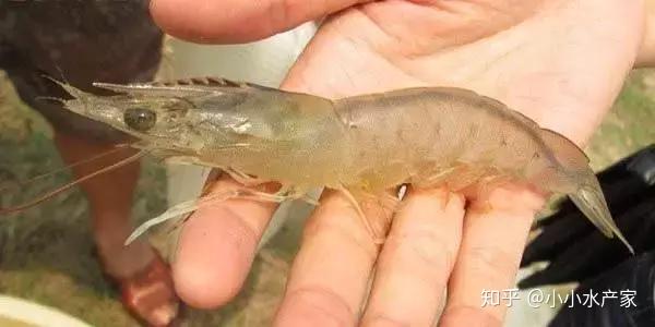 虾壳能补钙吗(虾壳能补钙是真的吗)-硒宝网