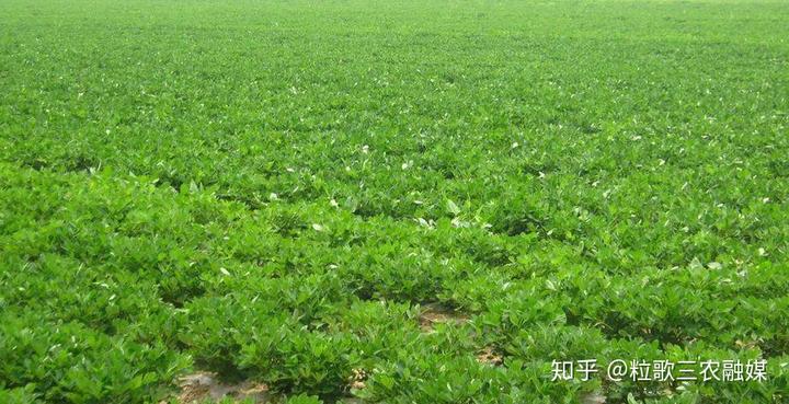 生蚝补钙吗（生蚝有补钙的作用吗）-硒宝网