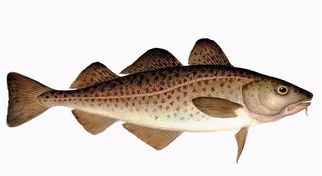 锌硒宝片会过敏么（锌硒宝片过量）-硒宝网