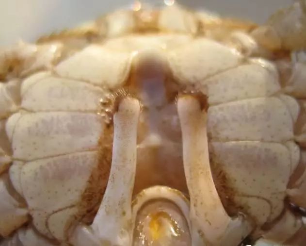 大闸蟹补钙吗（大闸蟹补钙吃什么）-硒宝网