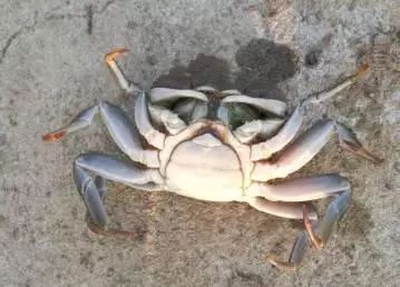 大闸蟹补钙吗（大闸蟹补钙吃什么）-硒宝网