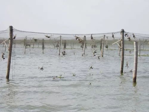 大闸蟹补钙吗（大闸蟹补钙吃什么）-硒宝网