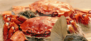 大闸蟹补钙吗（大闸蟹补钙效果好吗）-硒宝网