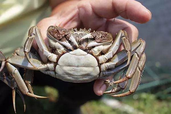 大闸蟹补钙吗（大闸蟹补钙效果好吗）-硒宝网