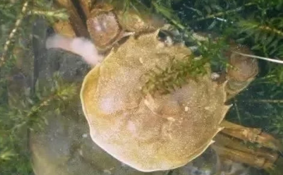 大闸蟹补钙吗(大闸蟹补锌吗)-硒宝网