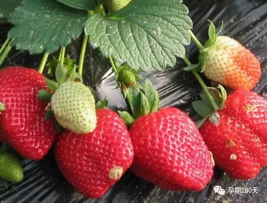 水果补铁（水果补铁之王）-硒宝网