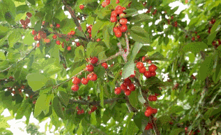 水果补铁（什么水果补铁）-硒宝网