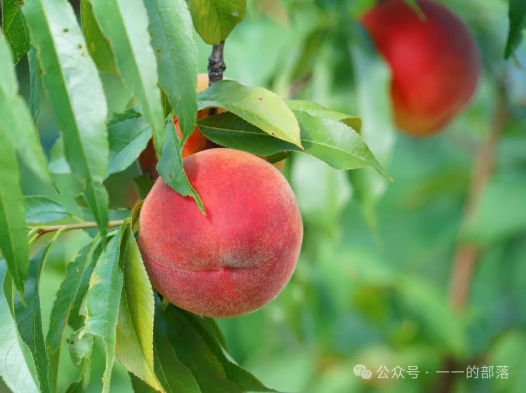 水果补铁（吃什么水果补铁）-硒宝网