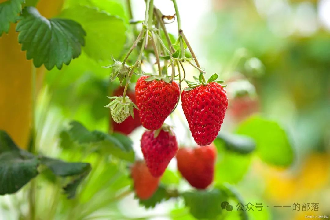 水果补铁（吃什么水果补铁）-硒宝网