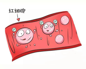 地贫不能补铁(地贫可以补铁)-硒宝网