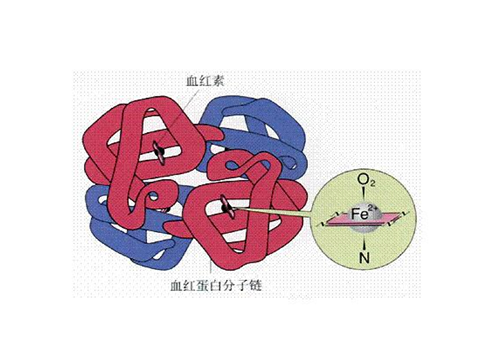 地贫不能补铁(地贫可以补铁)-硒宝网