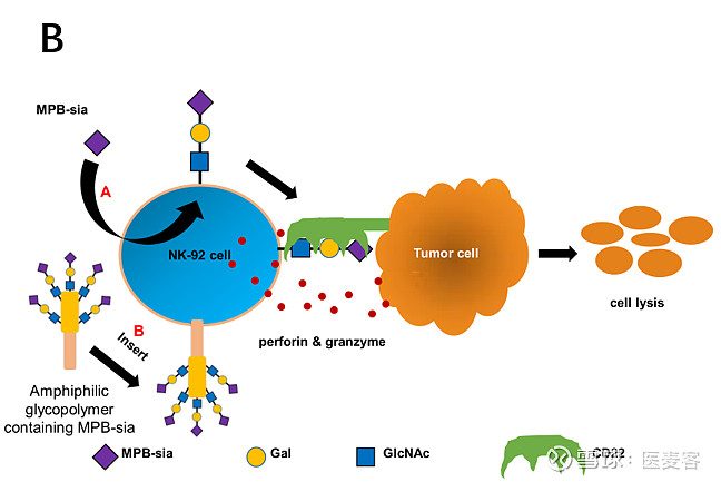 肝移植病人补硒元素（肝移植可以吃维生素吗）-硒宝网