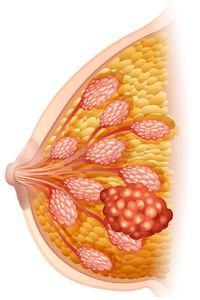肝移植病人补硒元素（肝移植可以吃维生素吗）-硒宝网