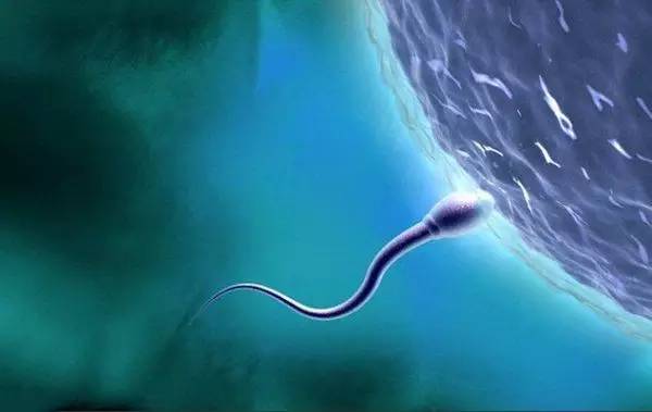 精子活力低补锌补硒(精子活力低补锌补硒)-硒宝网