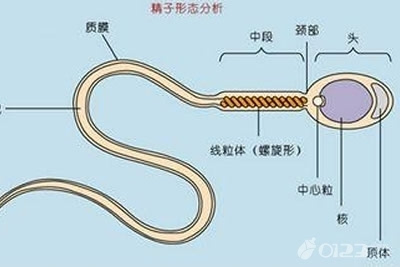 精子活力低补锌补硒(精子活力低补锌补硒)-硒宝网