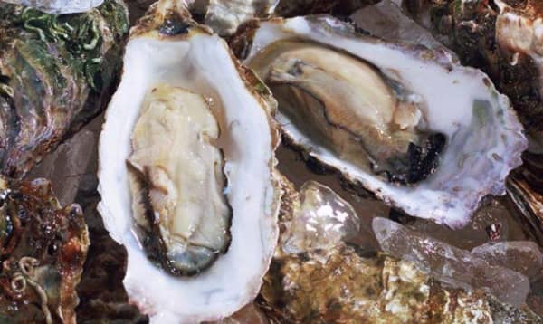 生蚝补铁吗(生蚝补铁算高吗)-硒宝网