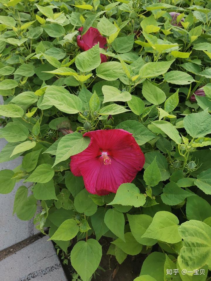 孩子缺微量元素吃什么药（缺微量元素需要吃药吗）-硒宝网