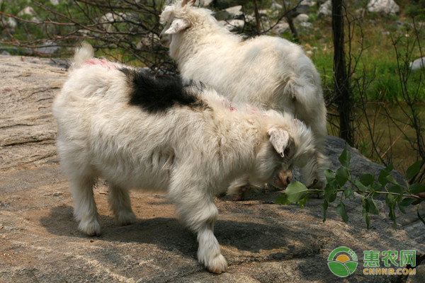 微量元素是(微量元素是什么)-硒宝网