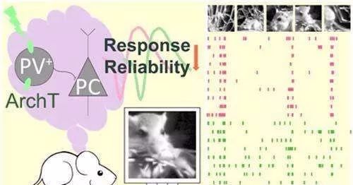 细胞微量元素（细胞微量元素有哪些种类）-硒宝网