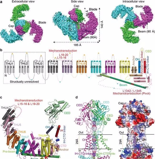 细胞微量元素（细胞微量元素有哪些种类）-硒宝网